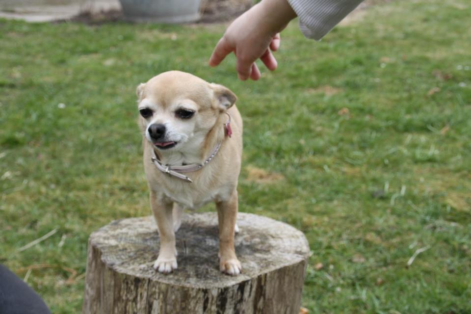 Chihuahua Tess <3 Himmel hund <3 billede 17