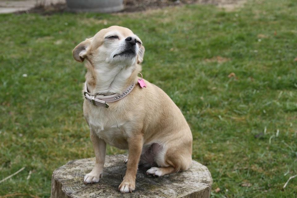 Chihuahua Tess <3 Himmel hund <3 billede 18