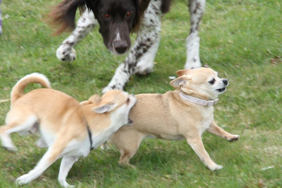 Chihuahua Tess <3 Himmel hund <3 billede 19