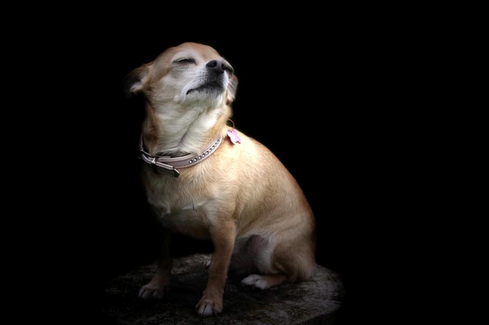 Chihuahua Tess <3 Himmel hund <3 billede 20