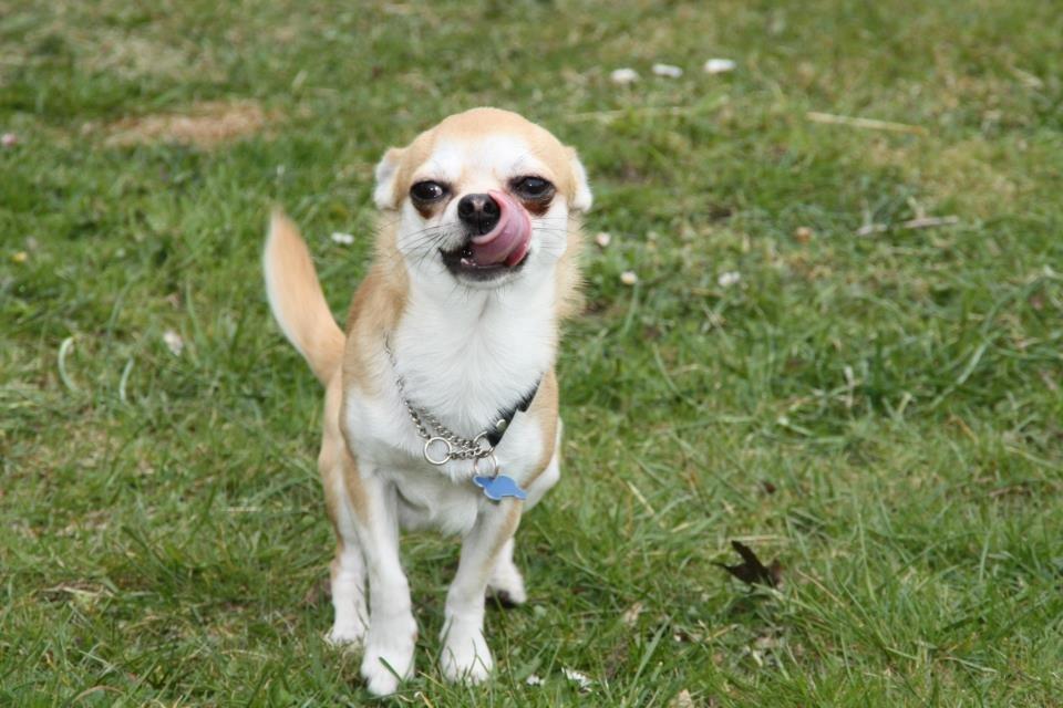 Chihuahua Tiko <3 billede 1