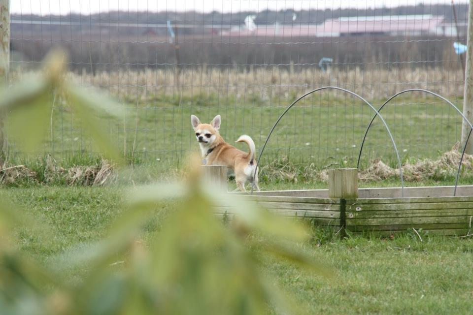 Chihuahua Tiko <3 billede 13