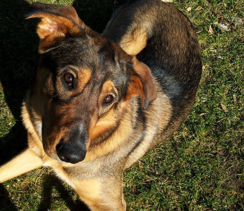 Blanding af racer kayla  billede 1