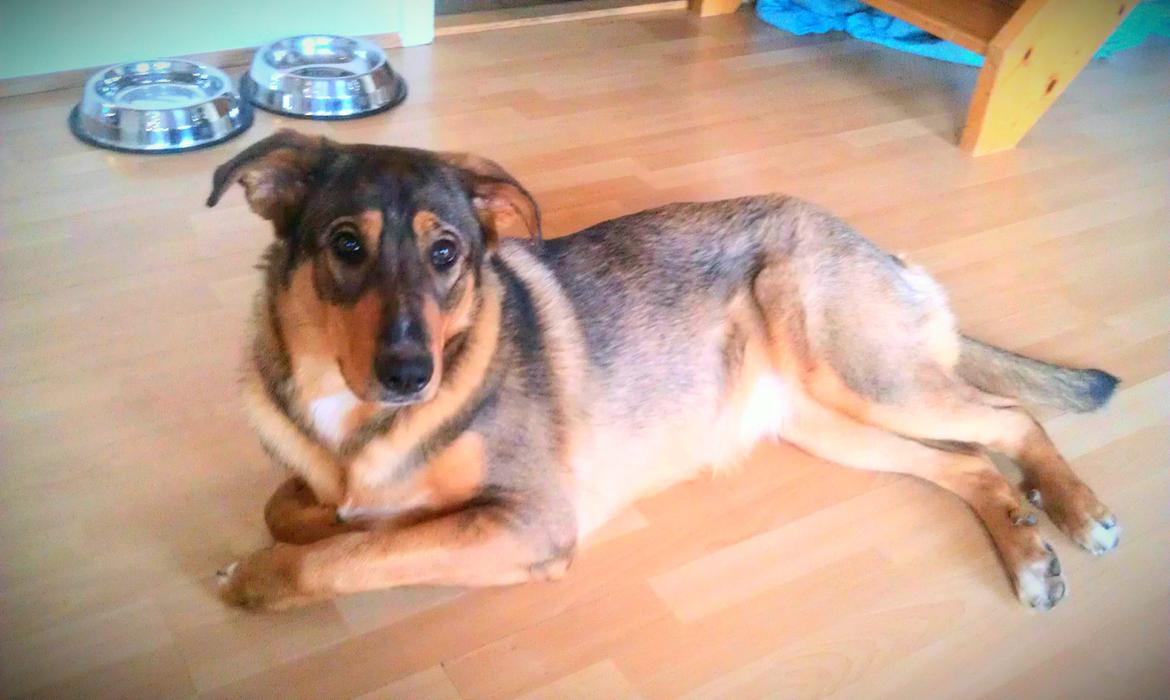 Blanding af racer kayla  billede 2