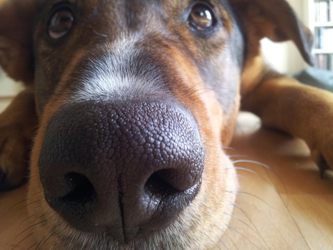 Blanding af racer kayla  billede 3