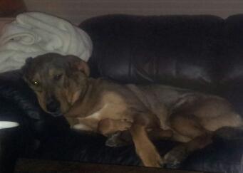 Blanding af racer kayla  billede 4