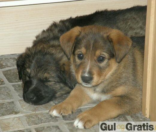 Blanding af racer kayla  billede 5