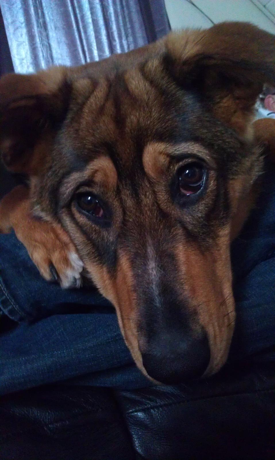 Blanding af racer kayla  billede 6