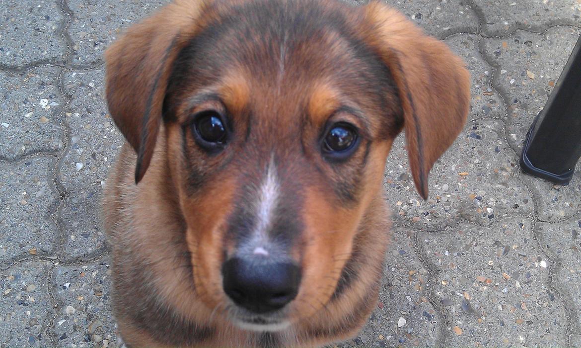 Blanding af racer kayla  billede 7