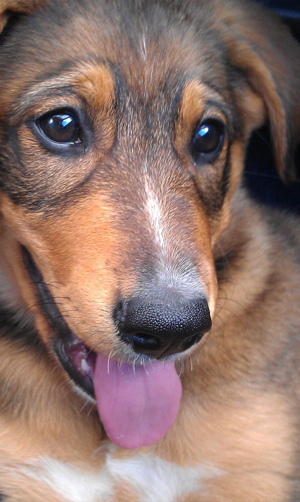 Blanding af racer kayla  billede 8