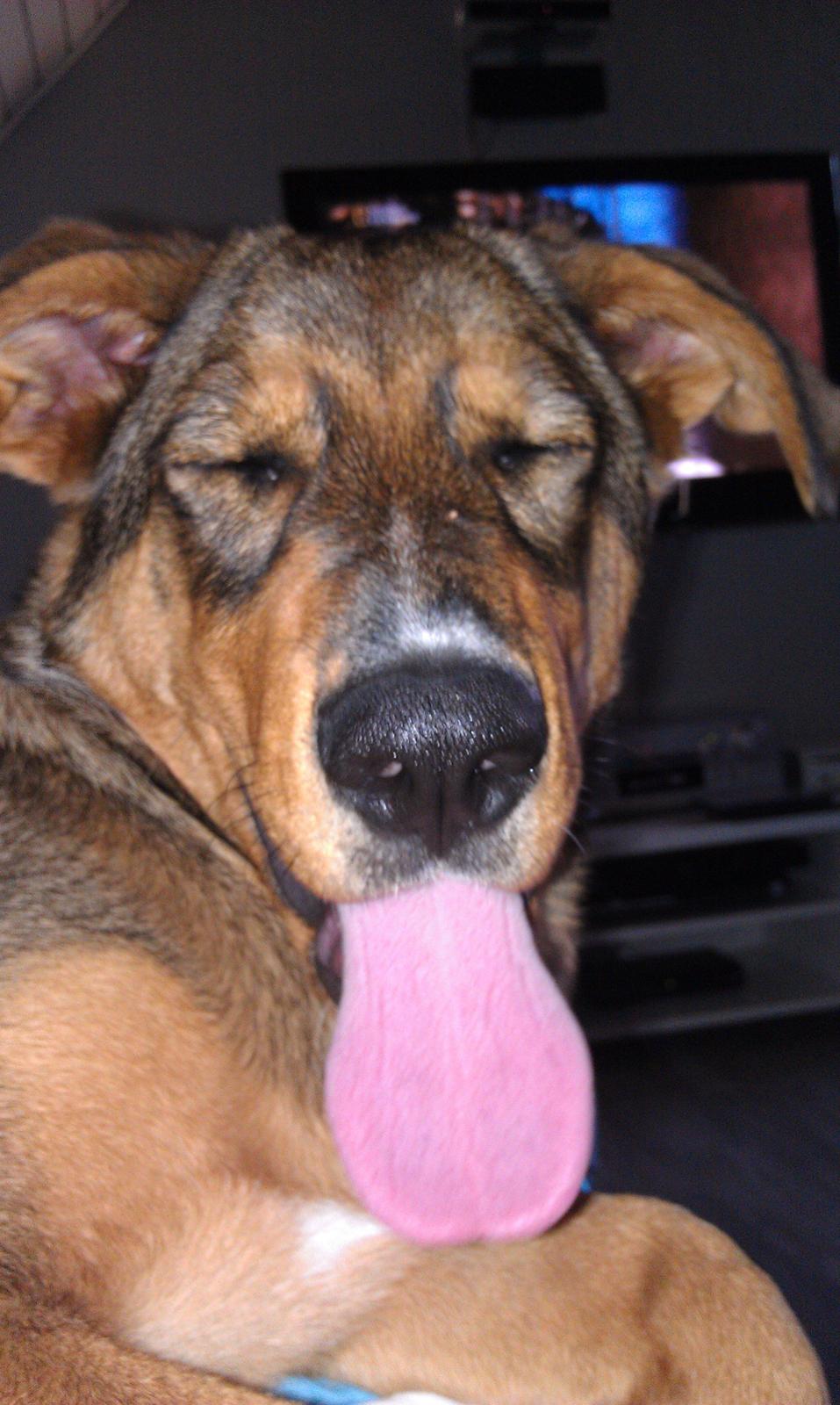 Blanding af racer kayla  billede 9