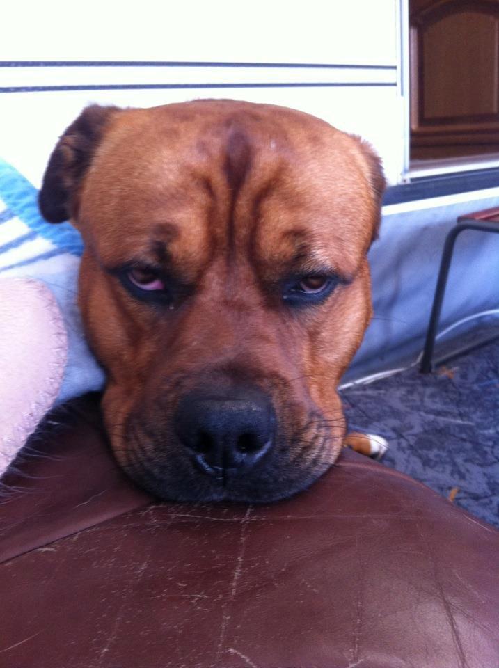 Blanding af racer Tyzon - Træt hundemand!!:'-)<3 billede 5