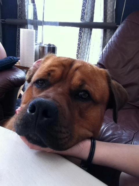 Blanding af racer Tyzon billede 6