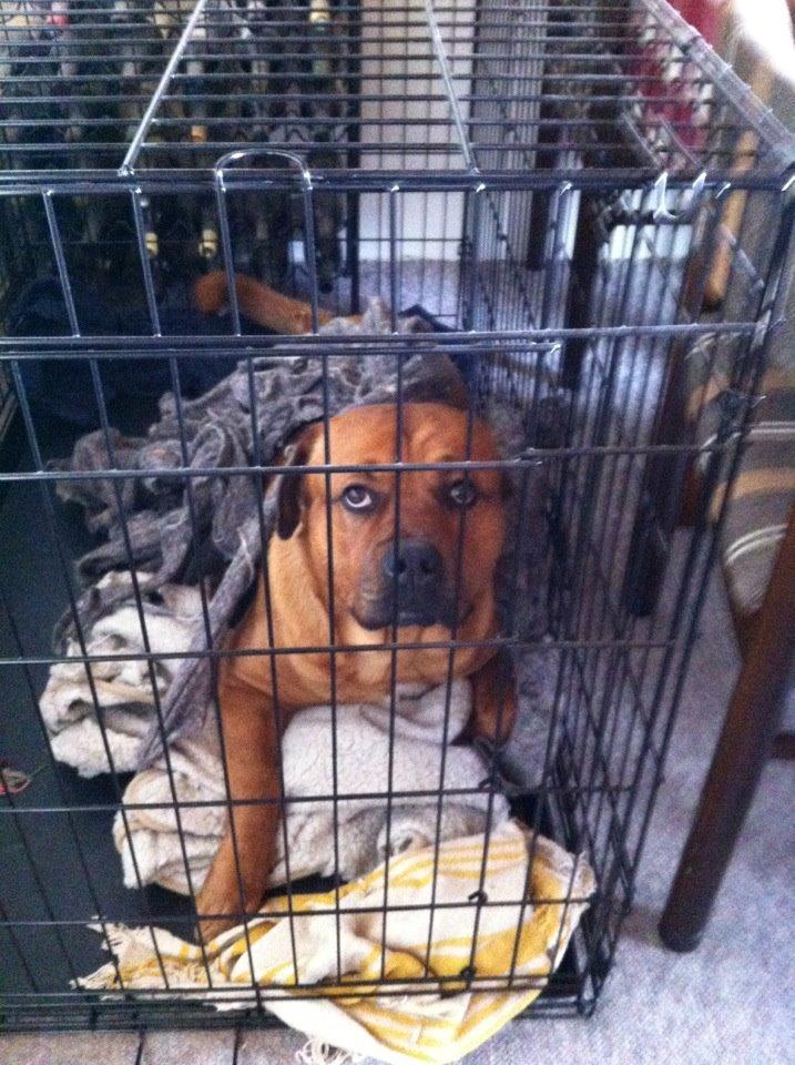 Blanding af racer Tyzon billede 7