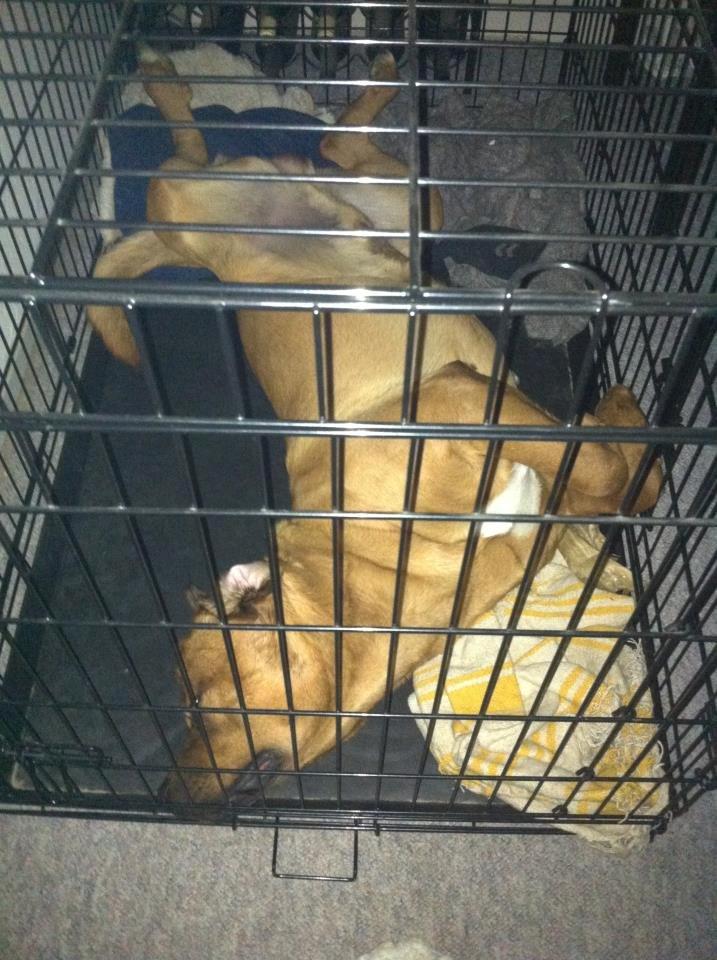 Blanding af racer Tyzon billede 8