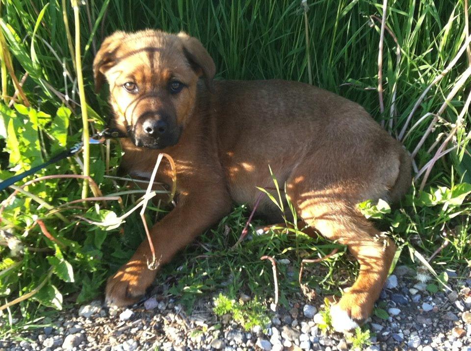 Blanding af racer Tyzon billede 9