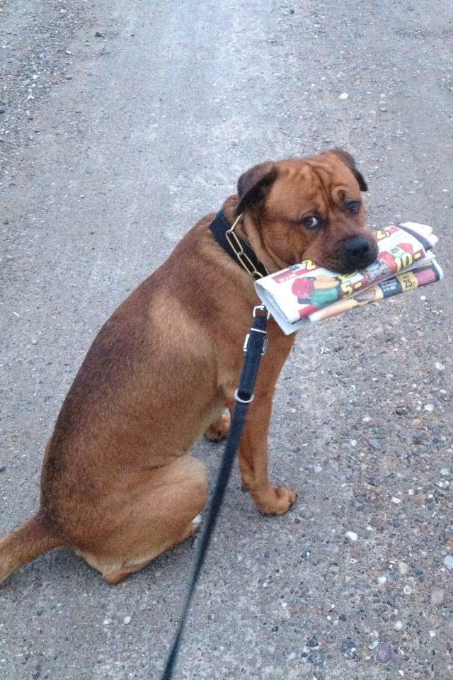 Blanding af racer Tyzon billede 10