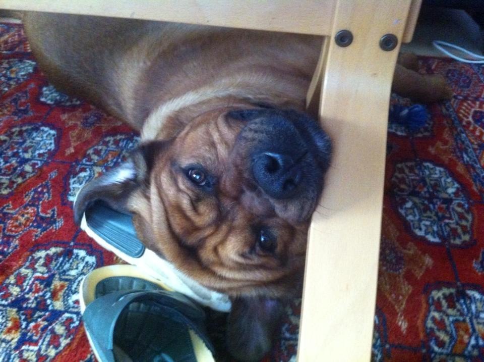 Blanding af racer Tyzon billede 11