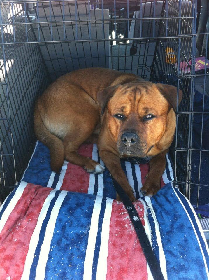 Blanding af racer Tyzon billede 12