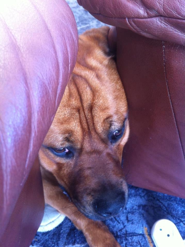 Blanding af racer Tyzon billede 13