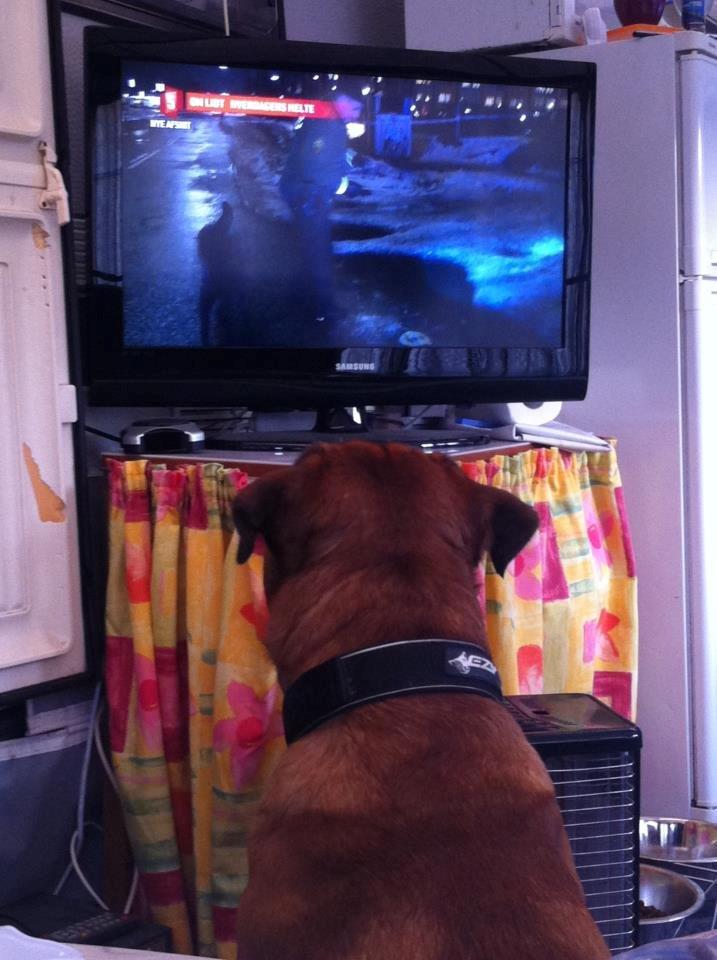 Blanding af racer Tyzon billede 14