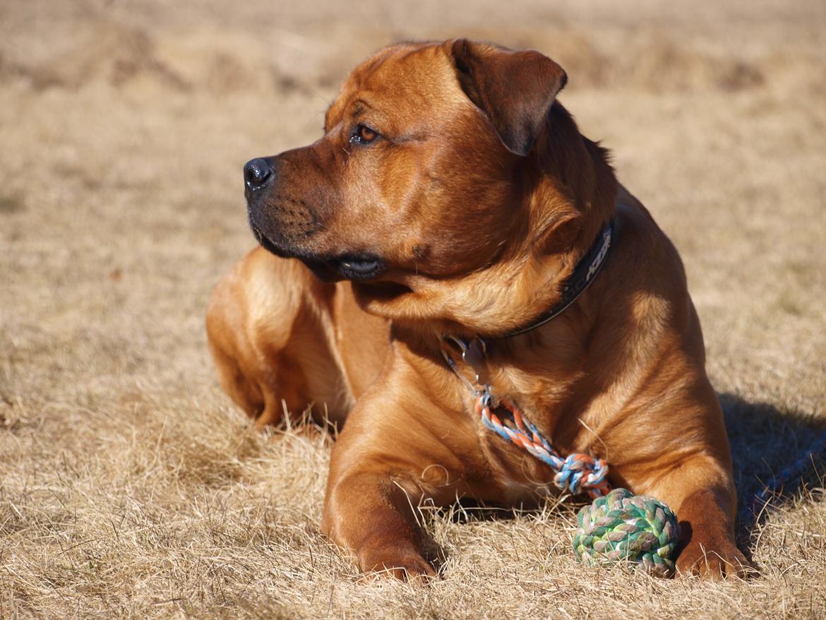 Blanding af racer Tyzon billede 2