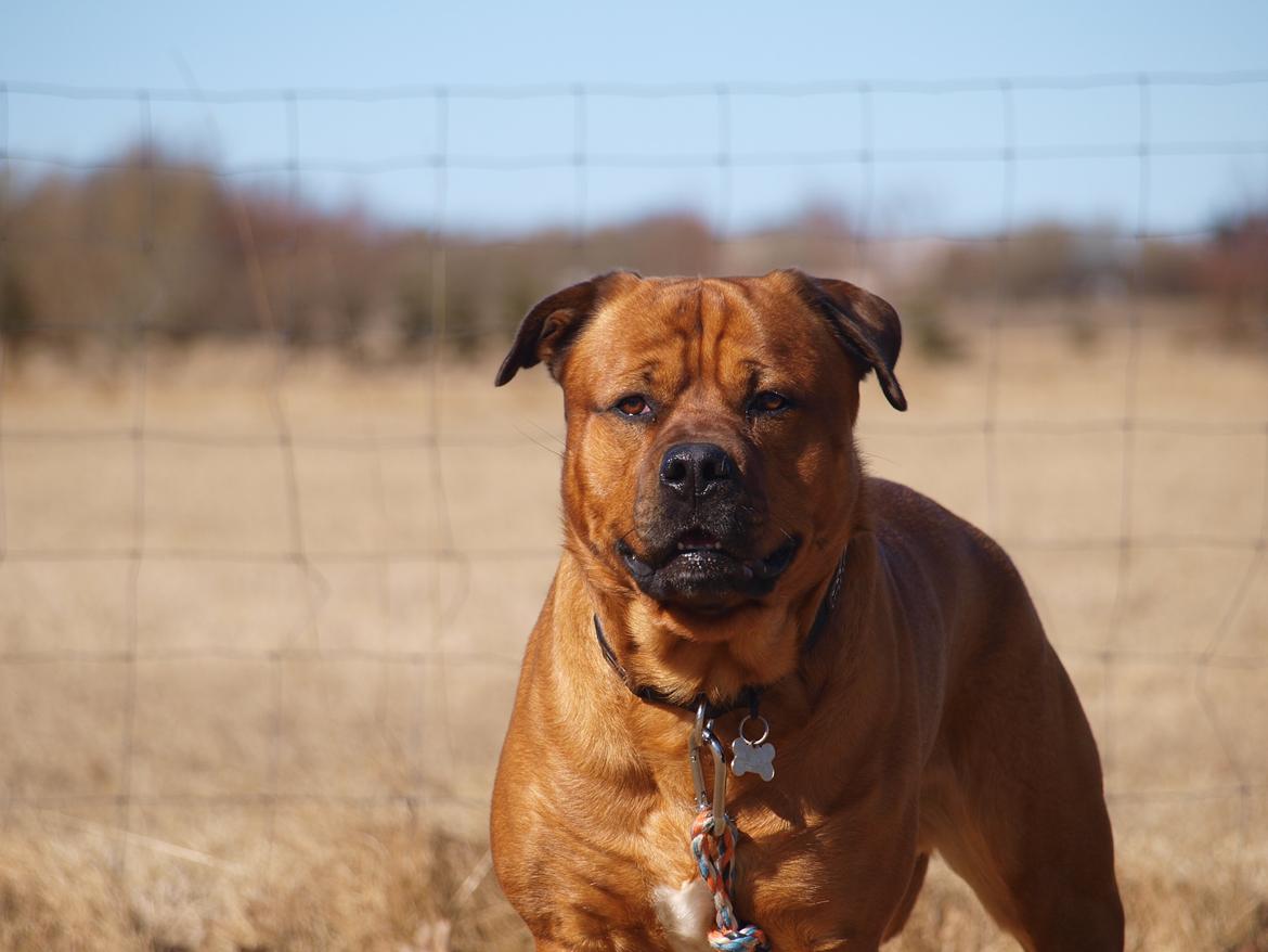 Blanding af racer Tyzon billede 3