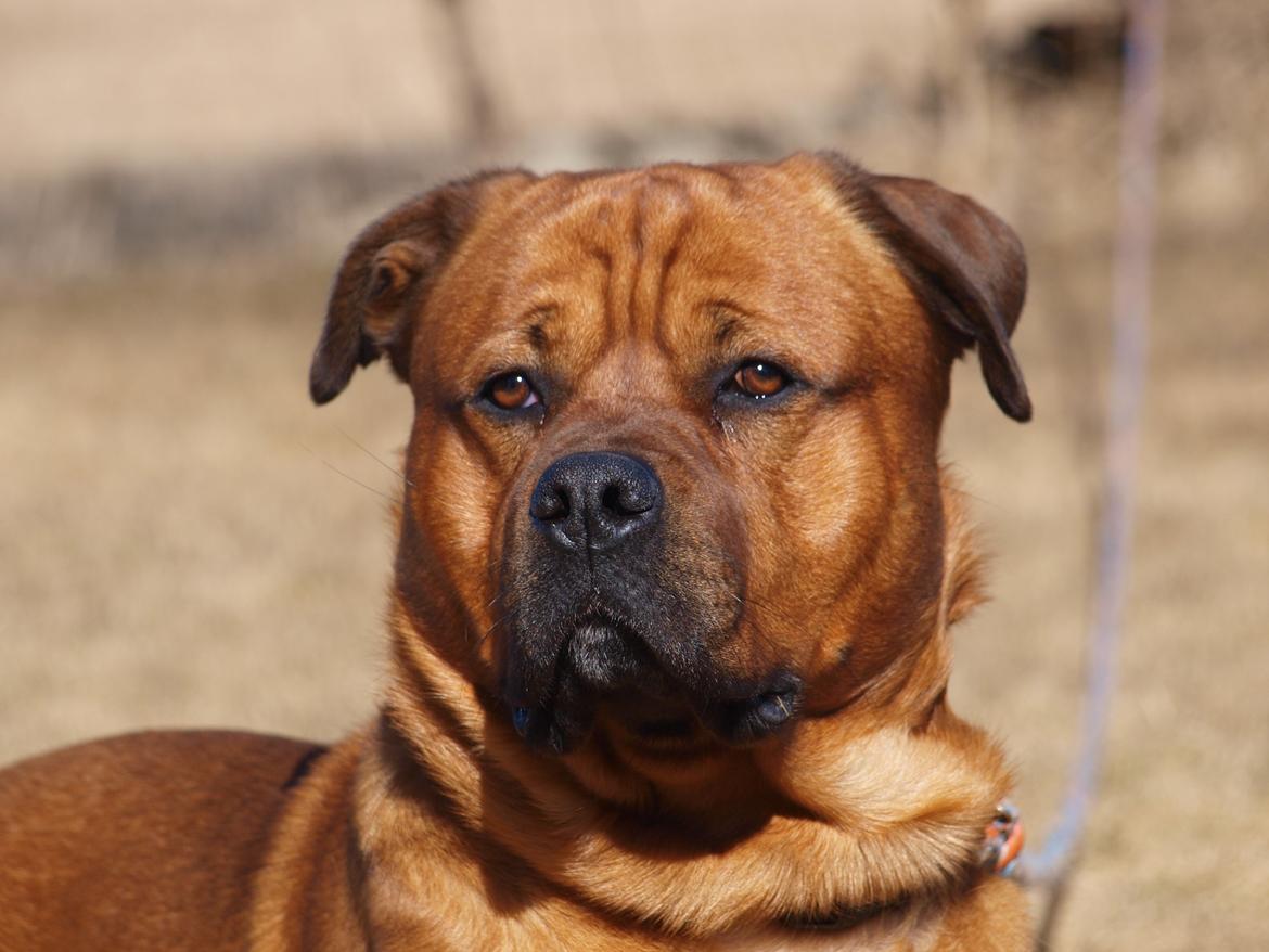 Blanding af racer Tyzon billede 1