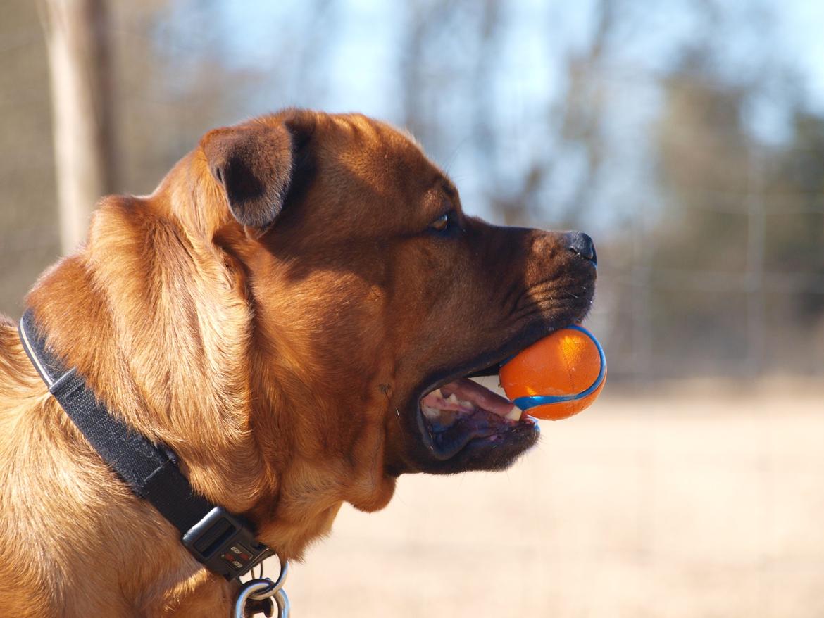 Blanding af racer Tyzon billede 4