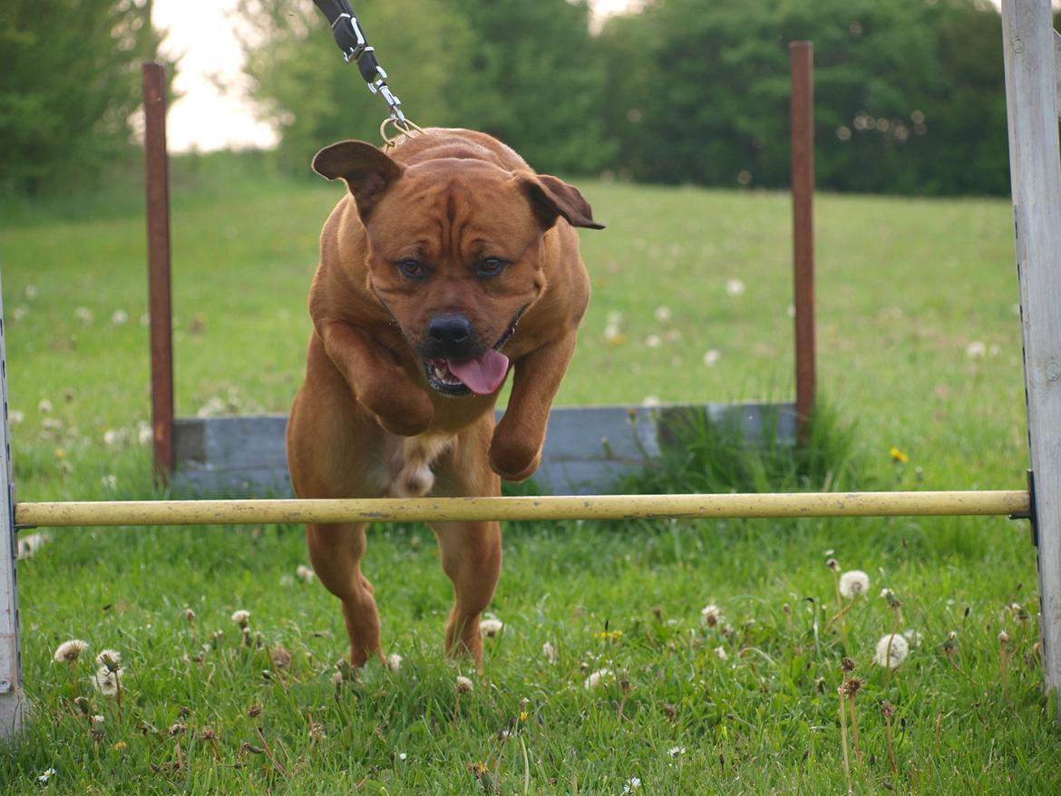 Blanding af racer Tyzon billede 15