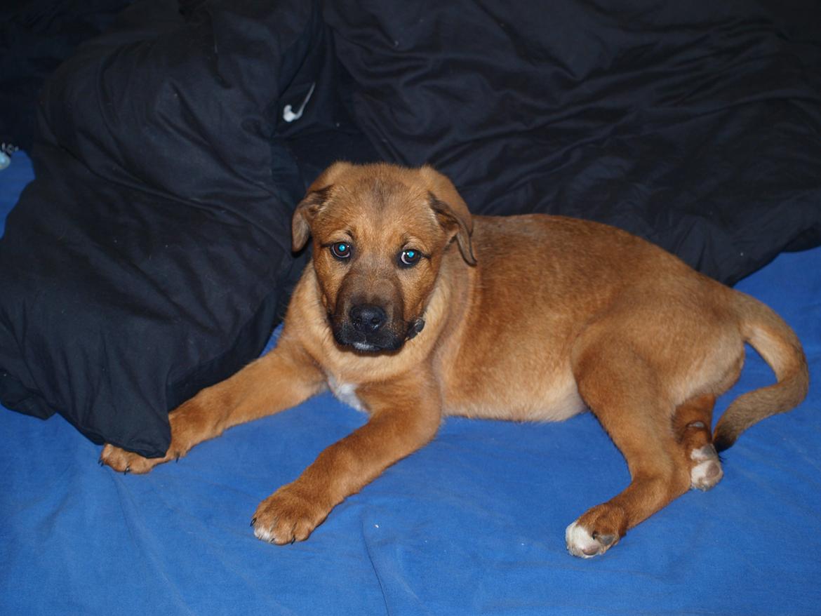 Blanding af racer Tyzon billede 16