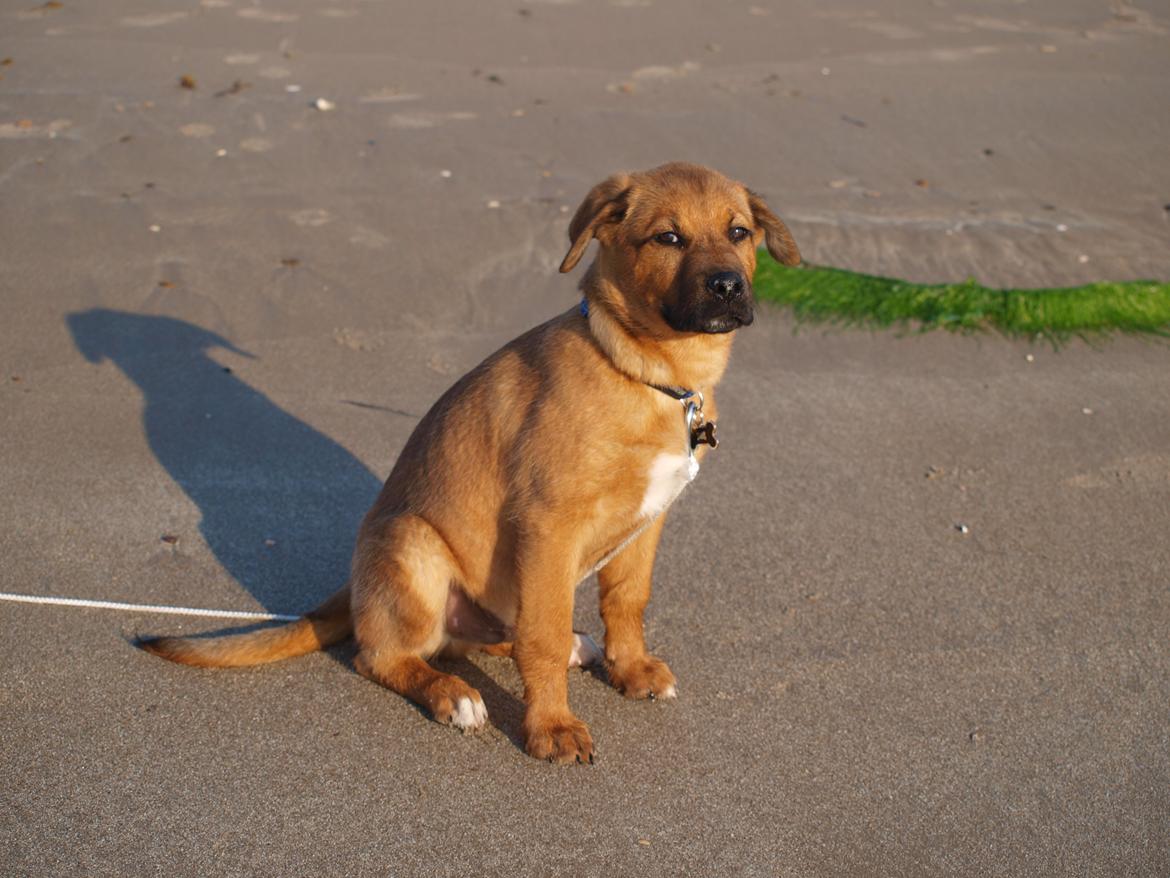 Blanding af racer Tyzon billede 17