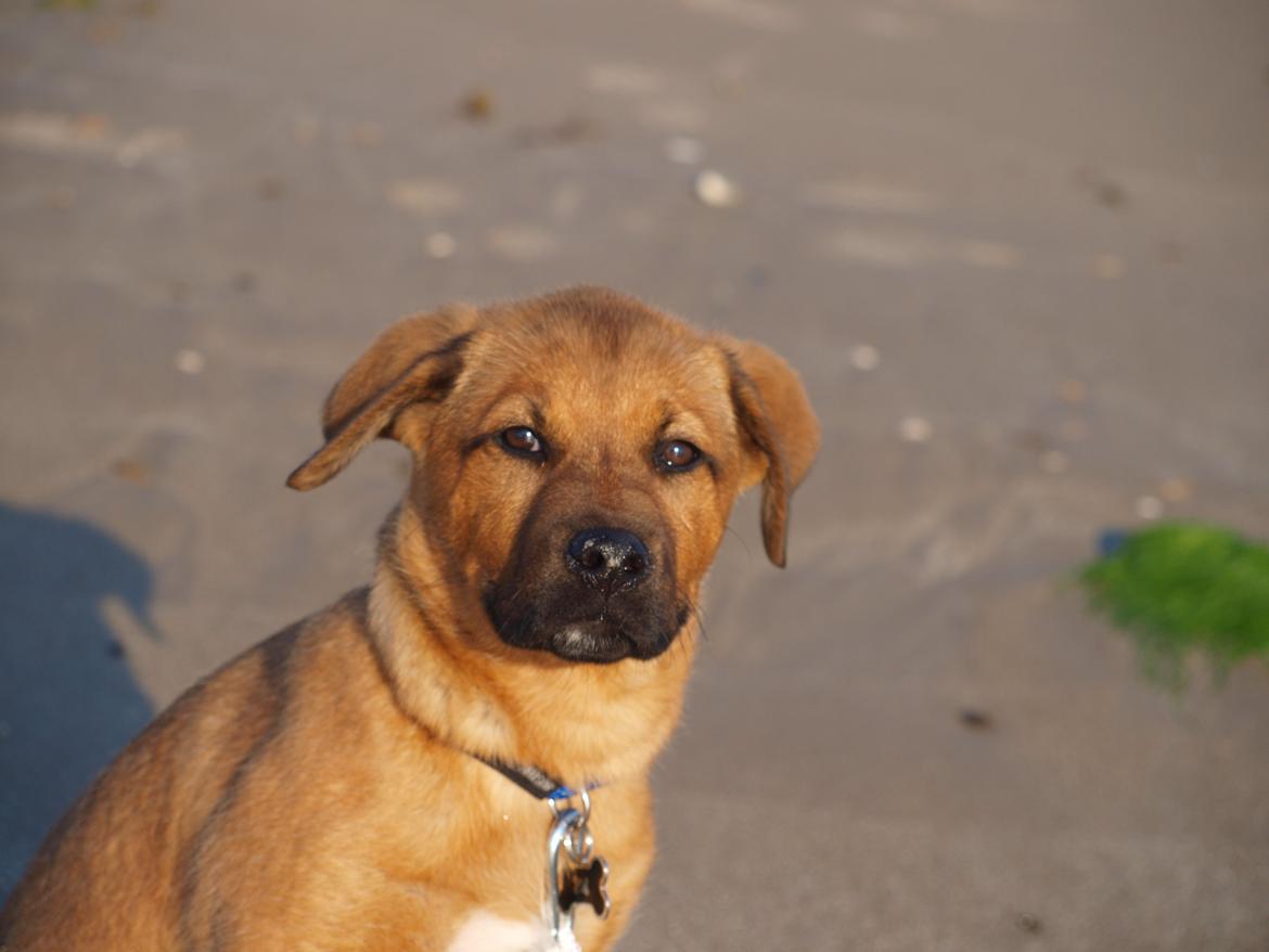 Blanding af racer Tyzon billede 18