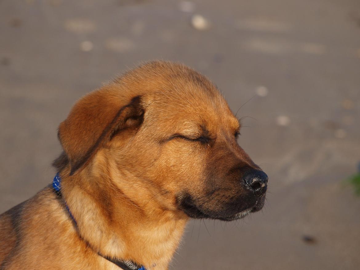 Blanding af racer Tyzon billede 19