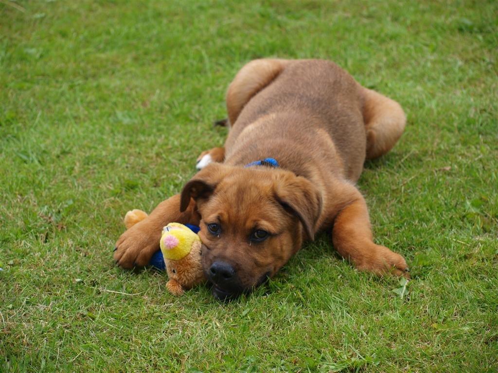 Blanding af racer Tyzon billede 20