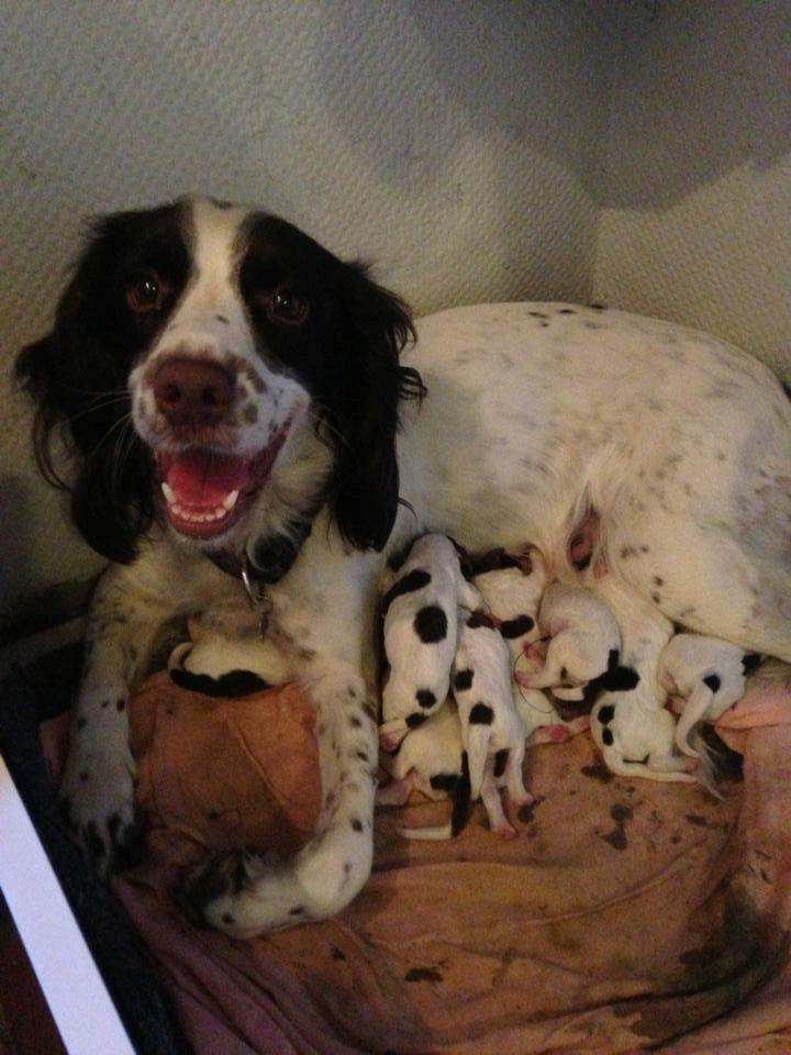 Engelsk springer spaniel Siska billede 1