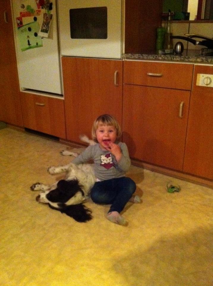 Engelsk springer spaniel Siska billede 2