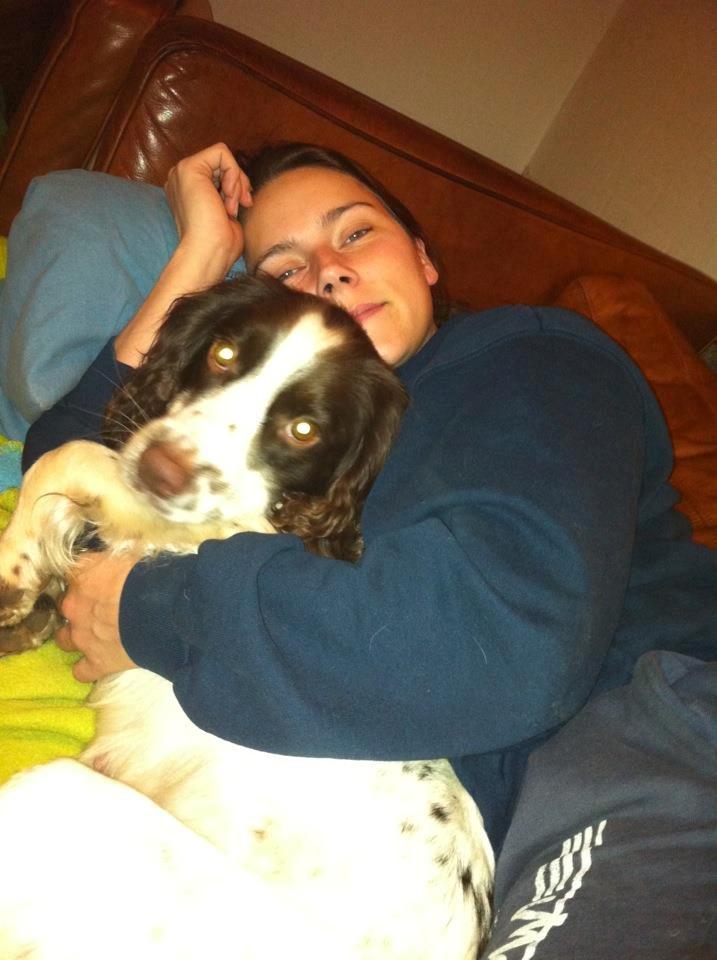 Engelsk springer spaniel Siska billede 3