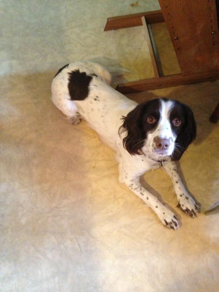 Engelsk springer spaniel Siska billede 4