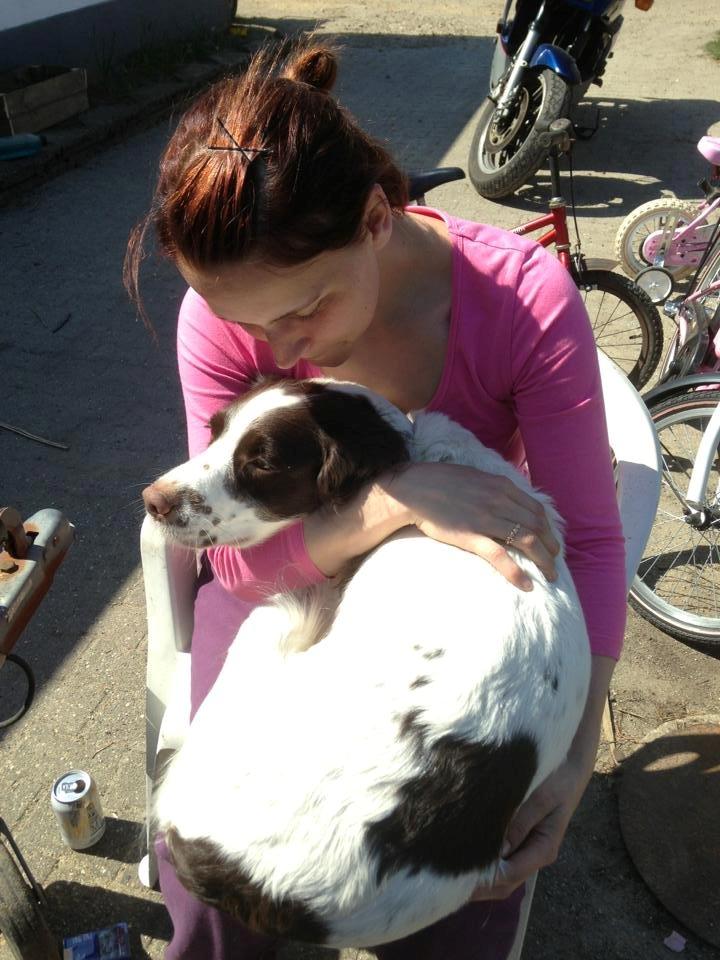 Engelsk springer spaniel Siska billede 5