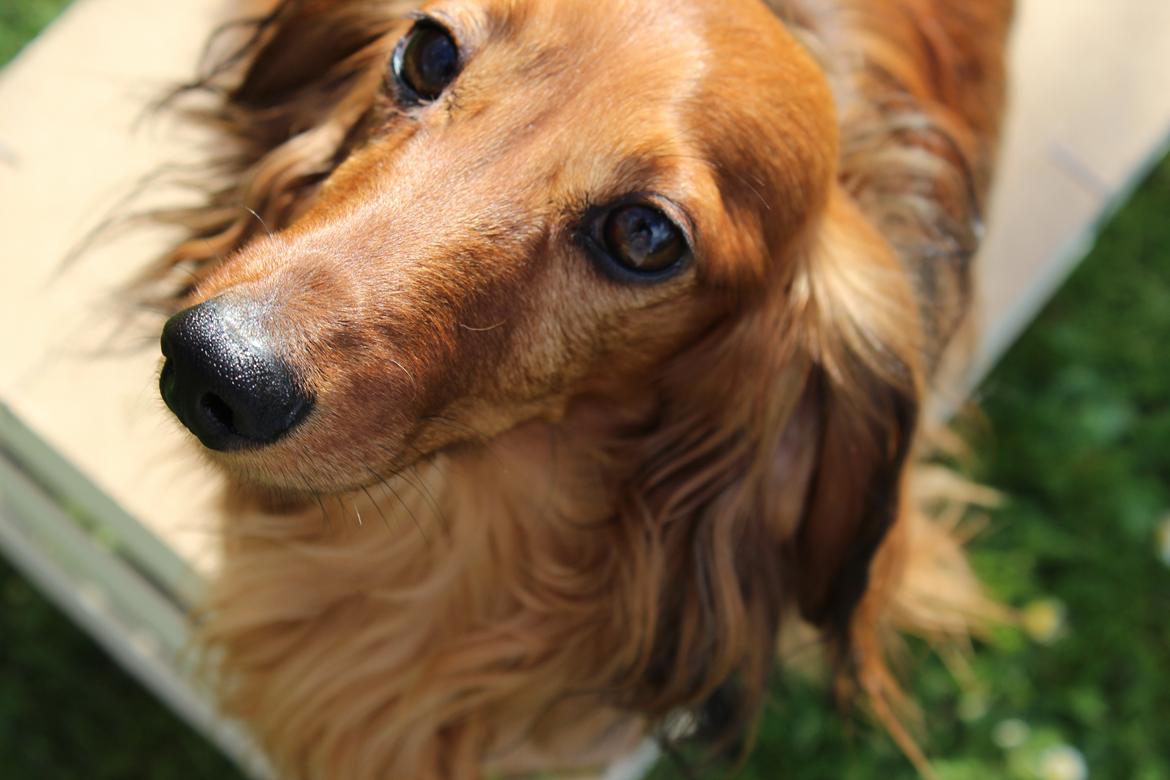 Miniature gravhund Buster (babyen) - Den søde mus <3 billede 1