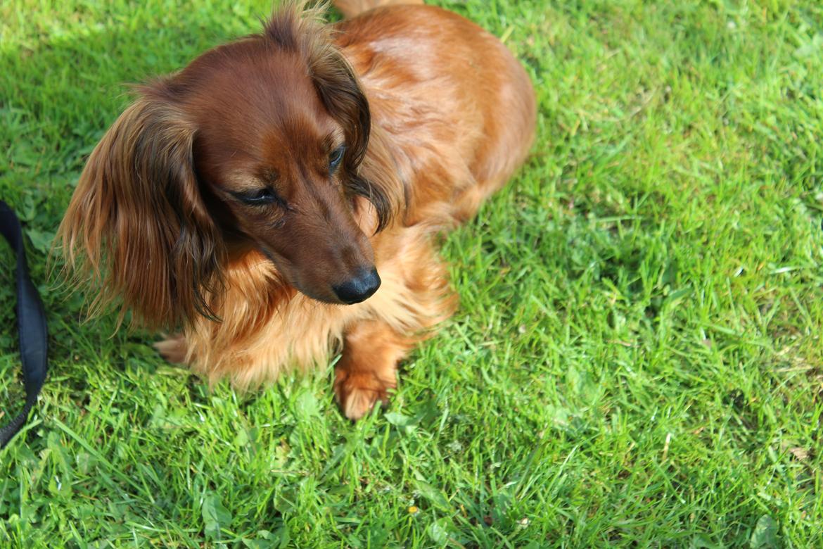 Miniature gravhund Hermann (babyen) (RIP) billede 2