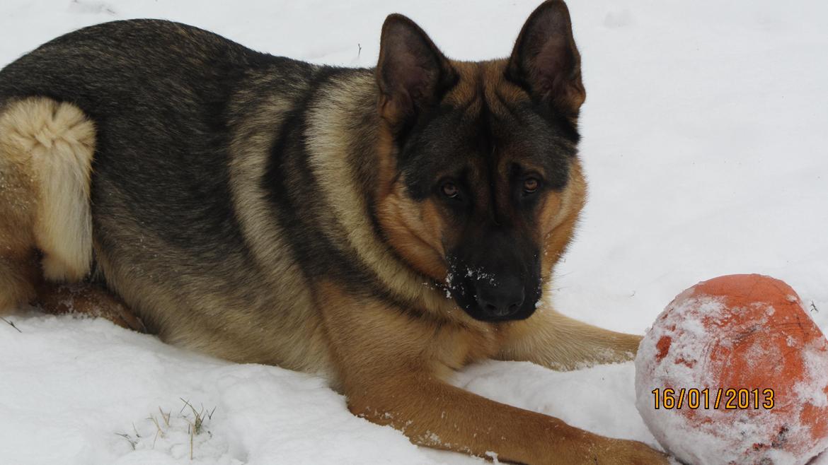 Schæferhund zaco billede 1