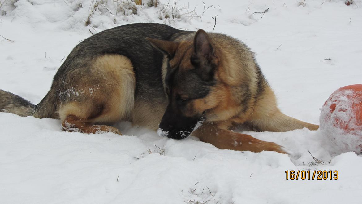 Schæferhund zaco billede 2