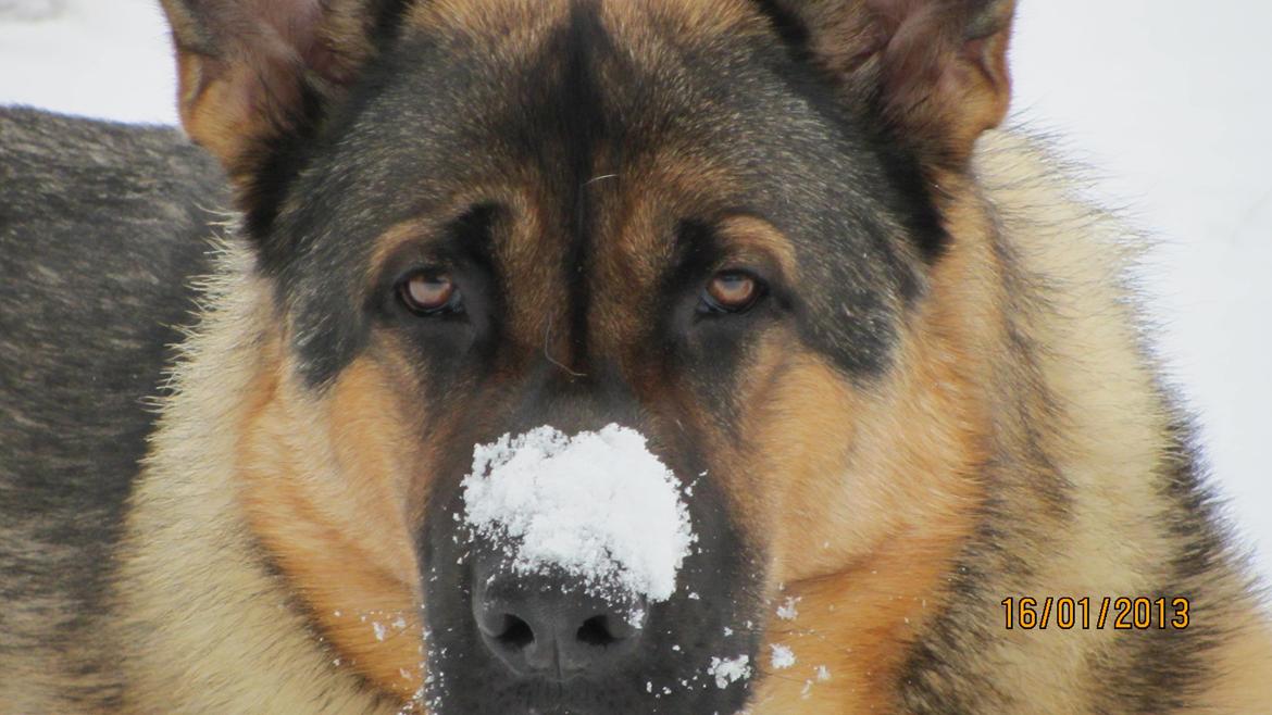 Schæferhund zaco billede 3