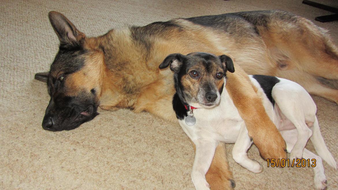 Schæferhund zaco billede 4