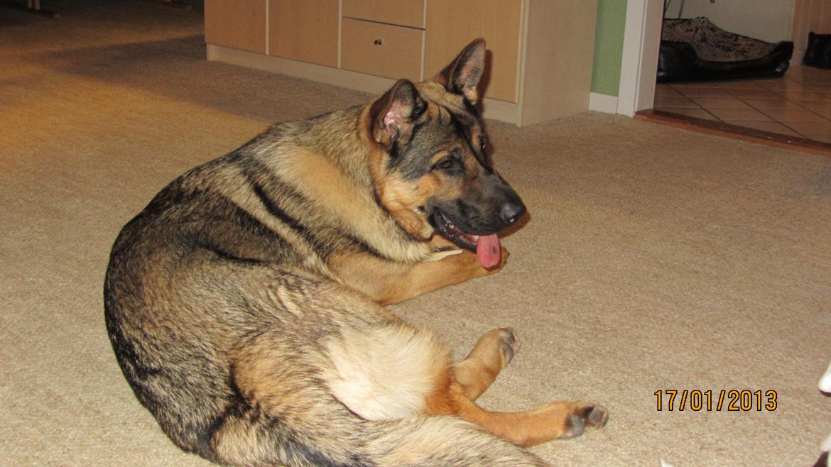 Schæferhund zaco billede 5