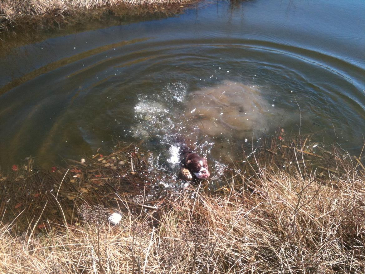 Olde english bulldogge Gizmo billede 16