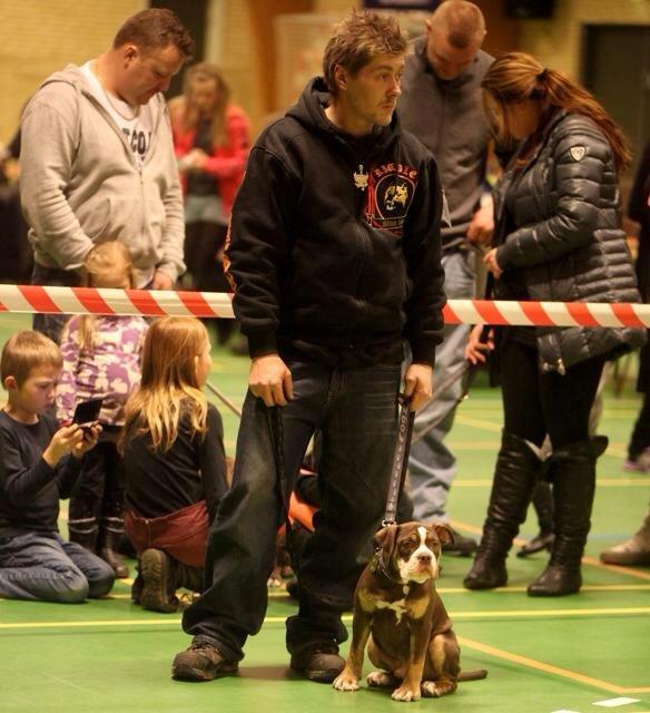 Olde english bulldogge Gizmo billede 17