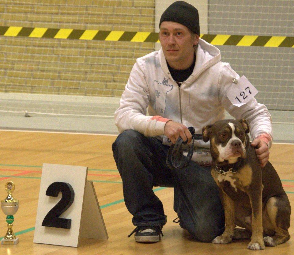 Olde english bulldogge Gizmo billede 18